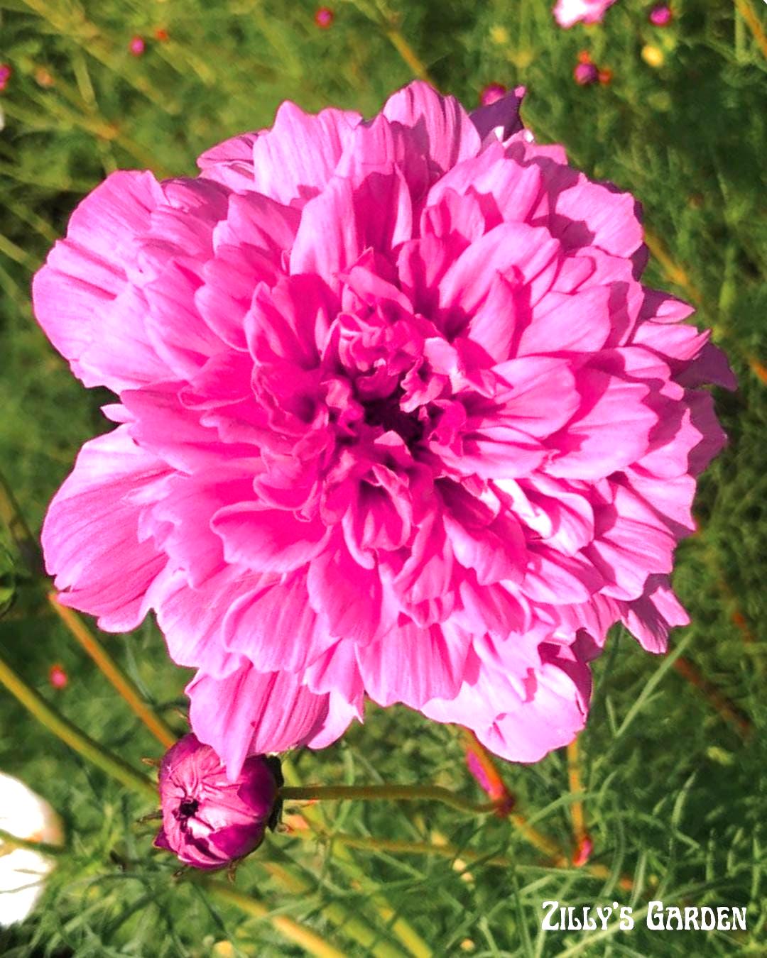 Double Dutch Rose Cosmo Seeds