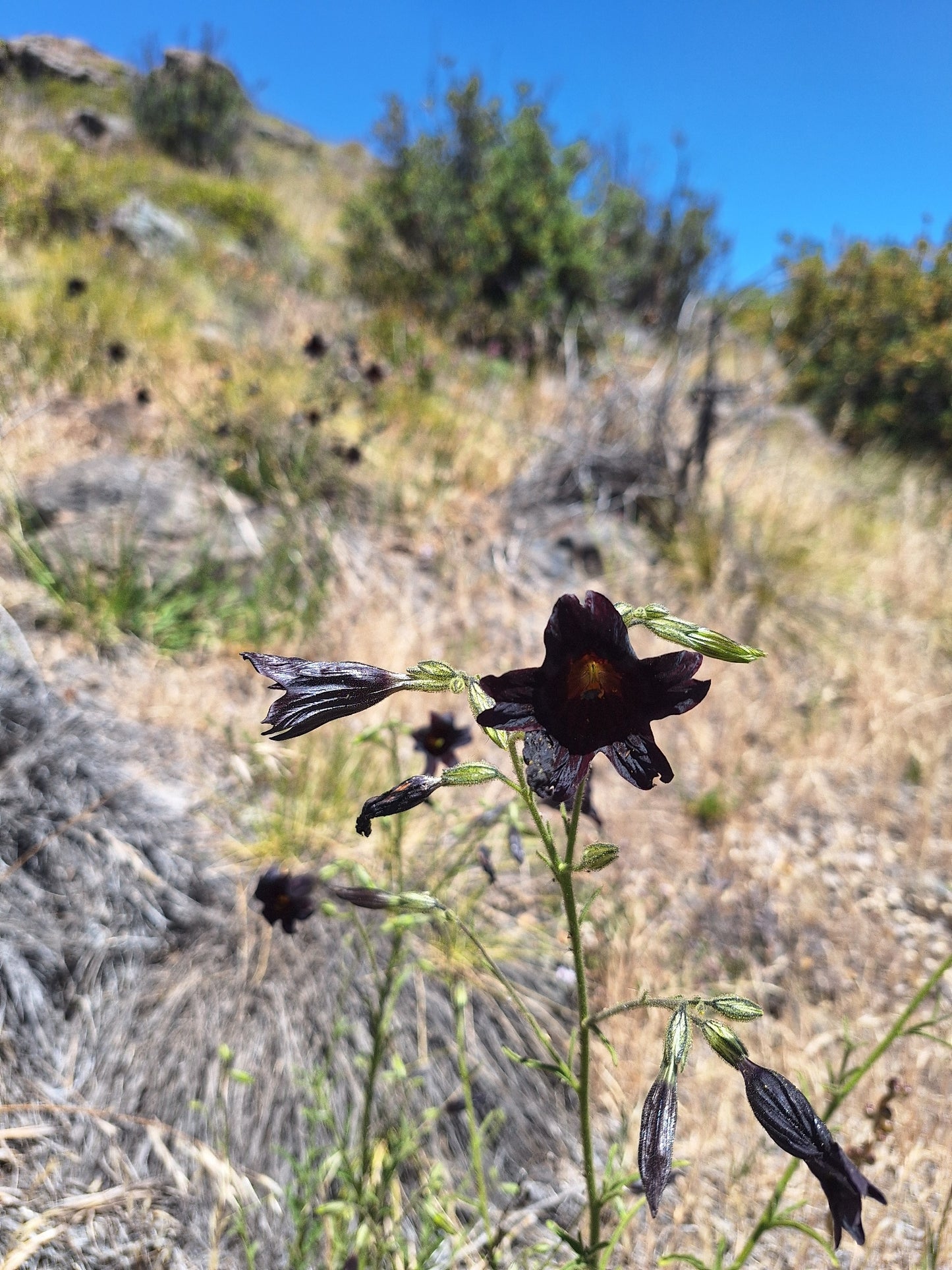 Black Trumpet Salpiglossis Seeds