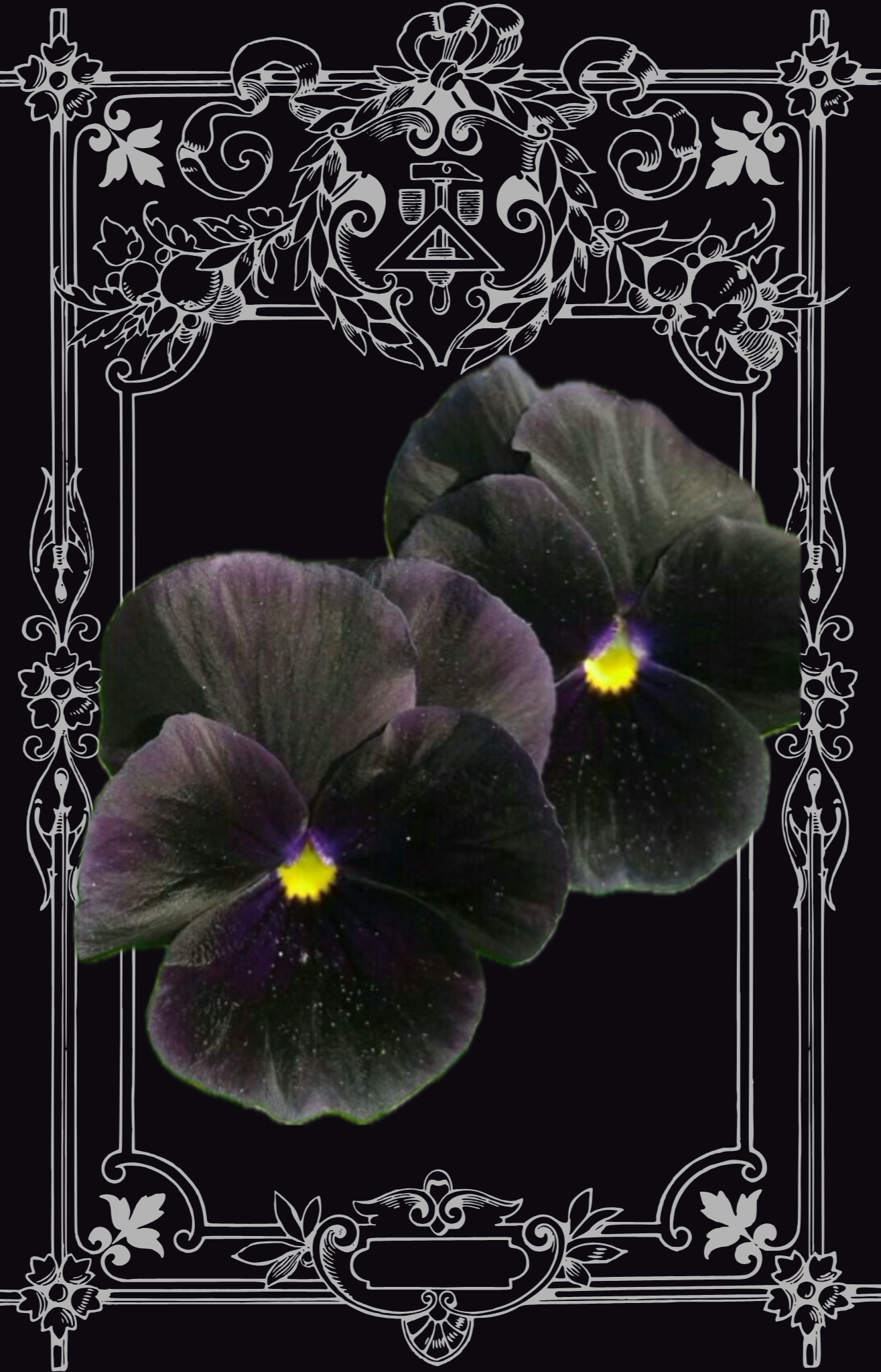 Atlas Black Pansy Seeds