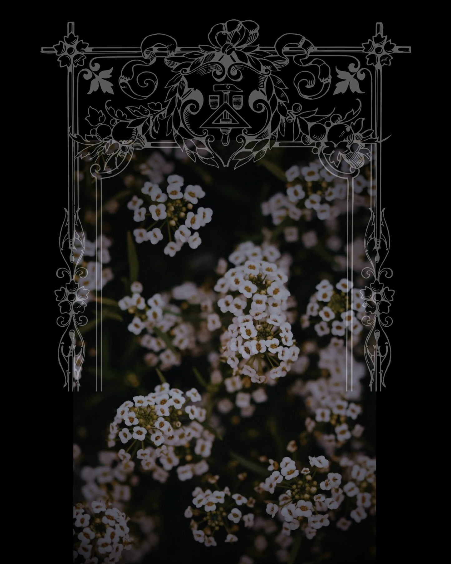Giga White Alyssum Seeds