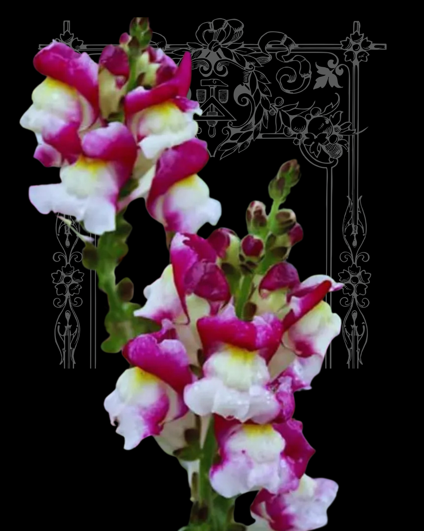 Cherry Twist Snapdragon Seeds
