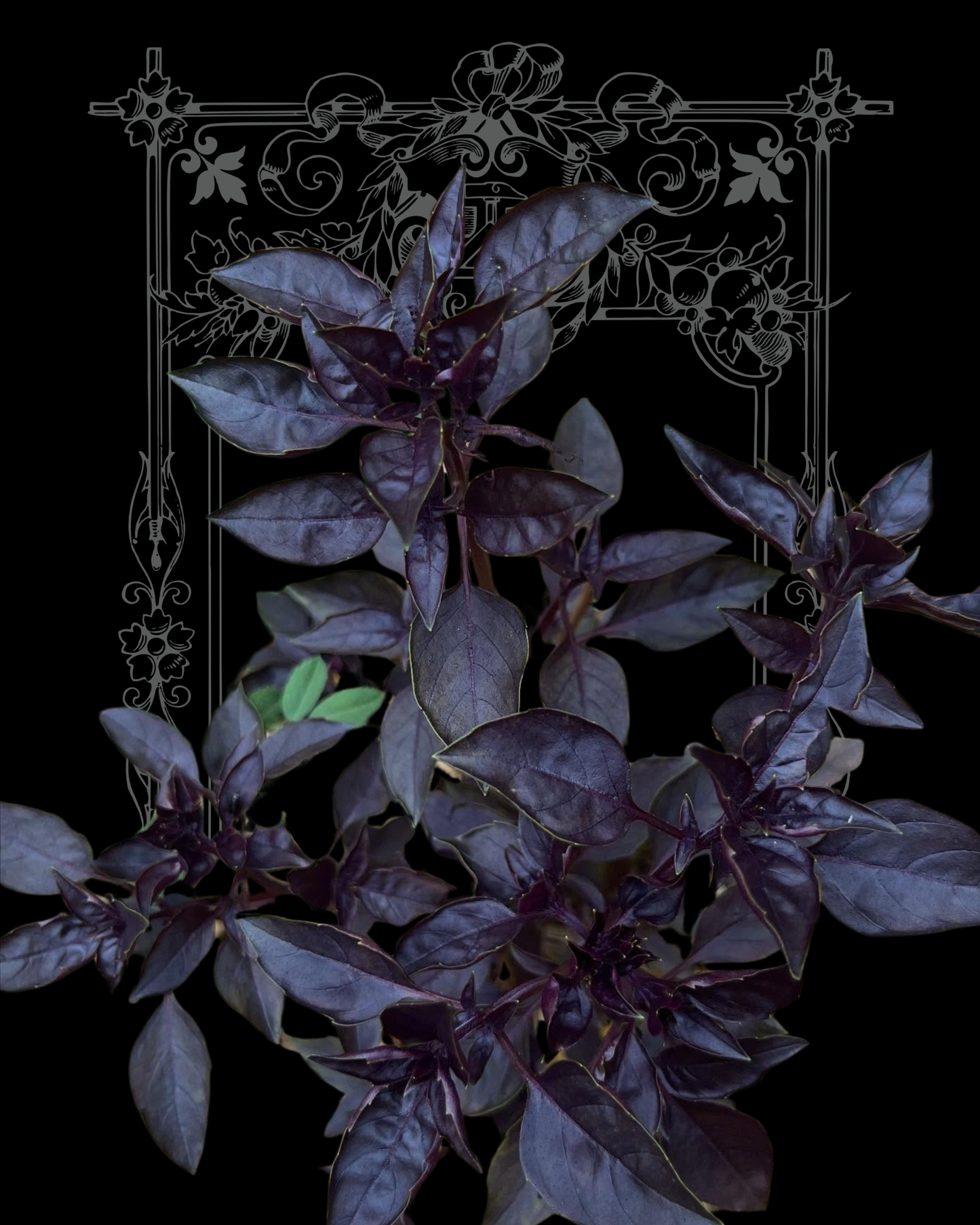 Purple Ball Basil Seeds