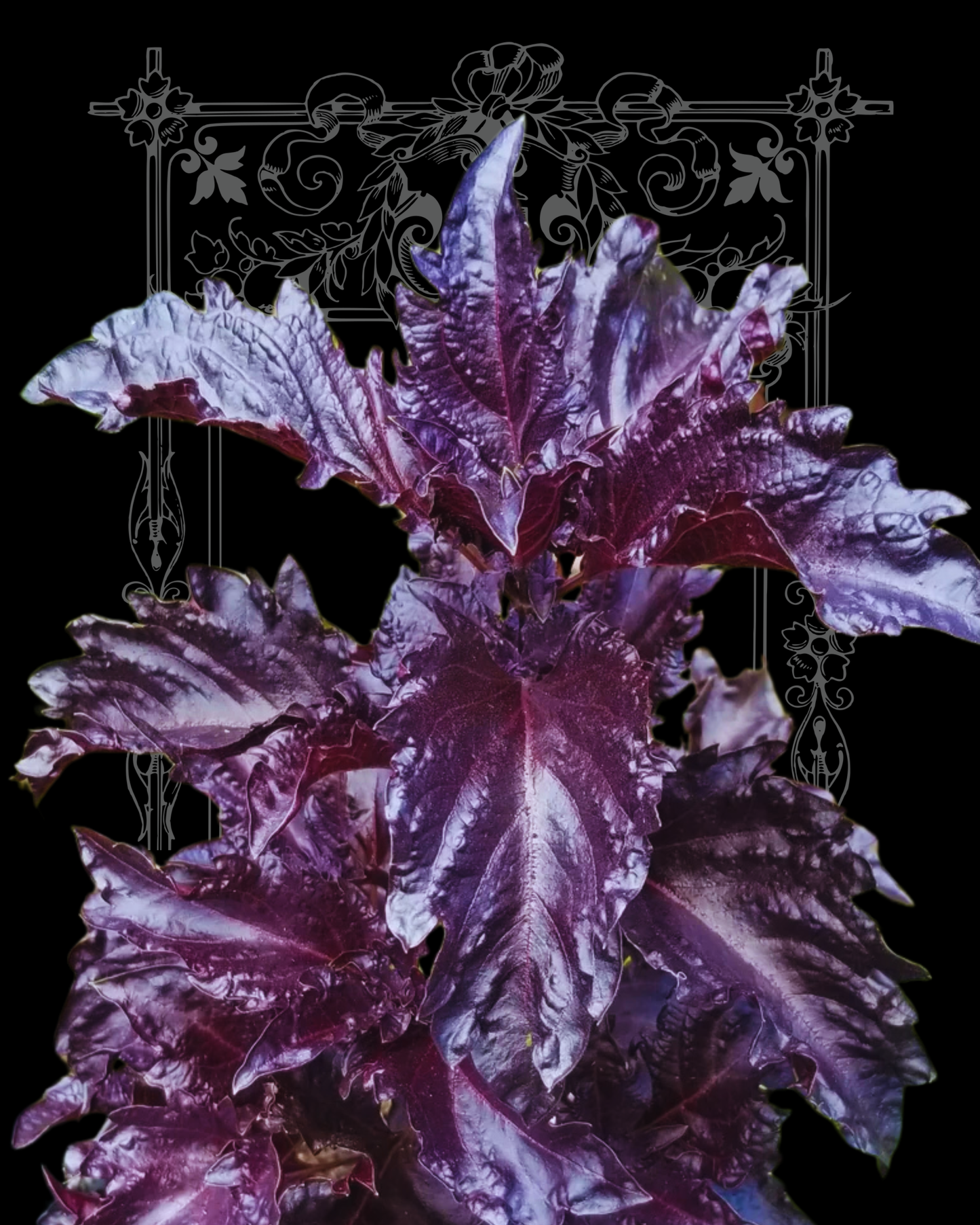 Purple Ruffles Basil Seeds
