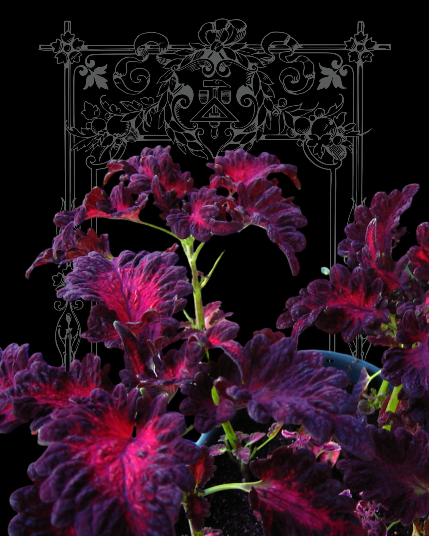 Black Dragon Coleus Seeds