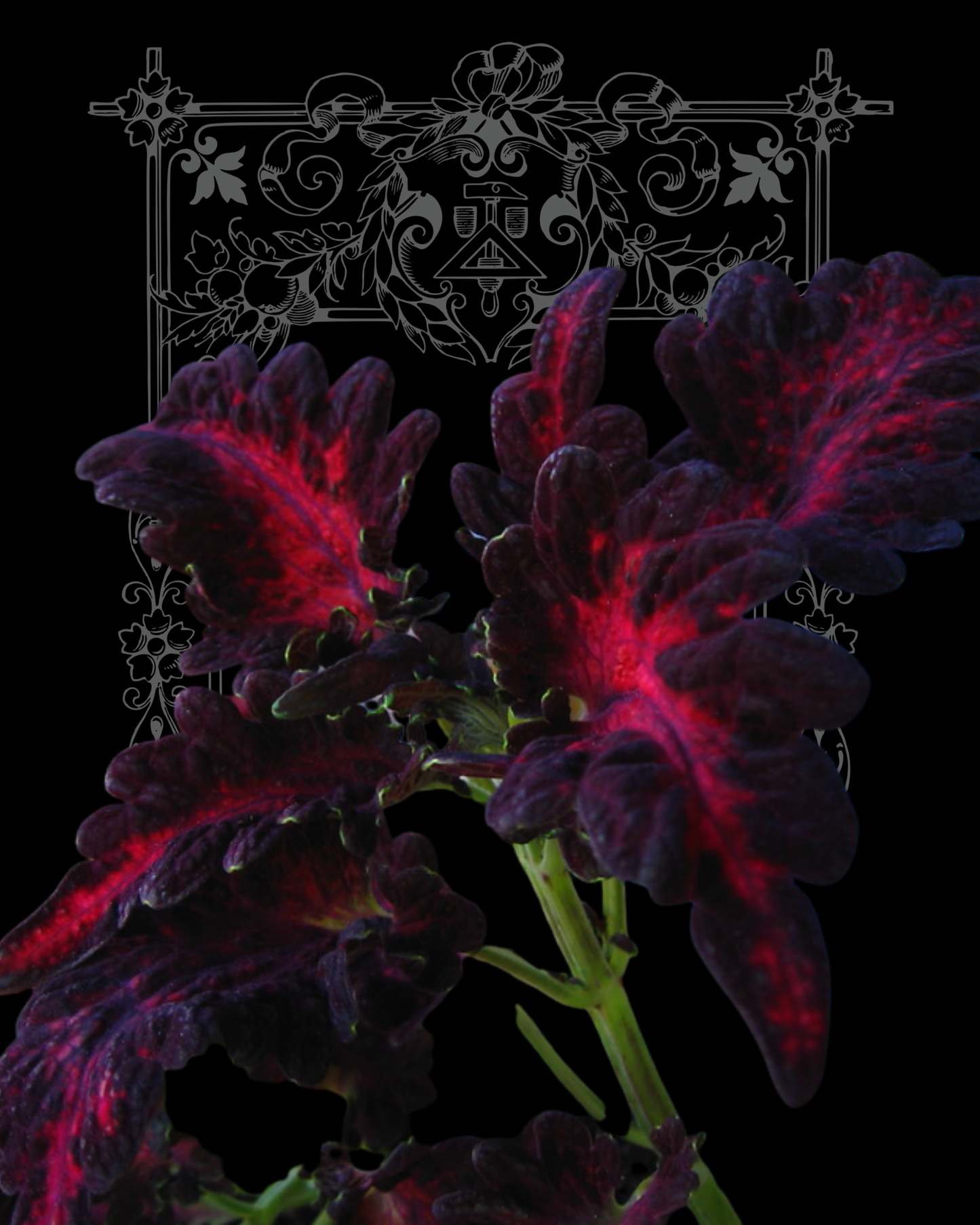 Black Dragon Coleus Seeds