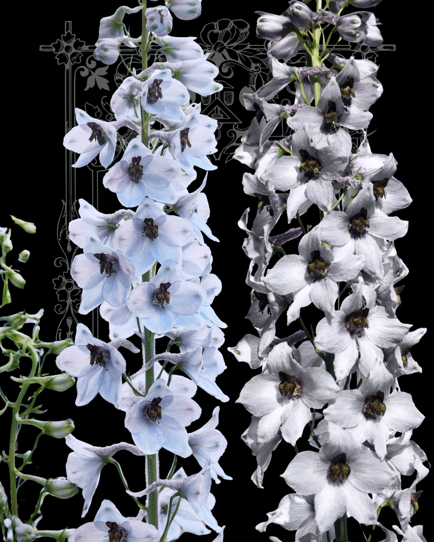 Percival Delphinium Seeds