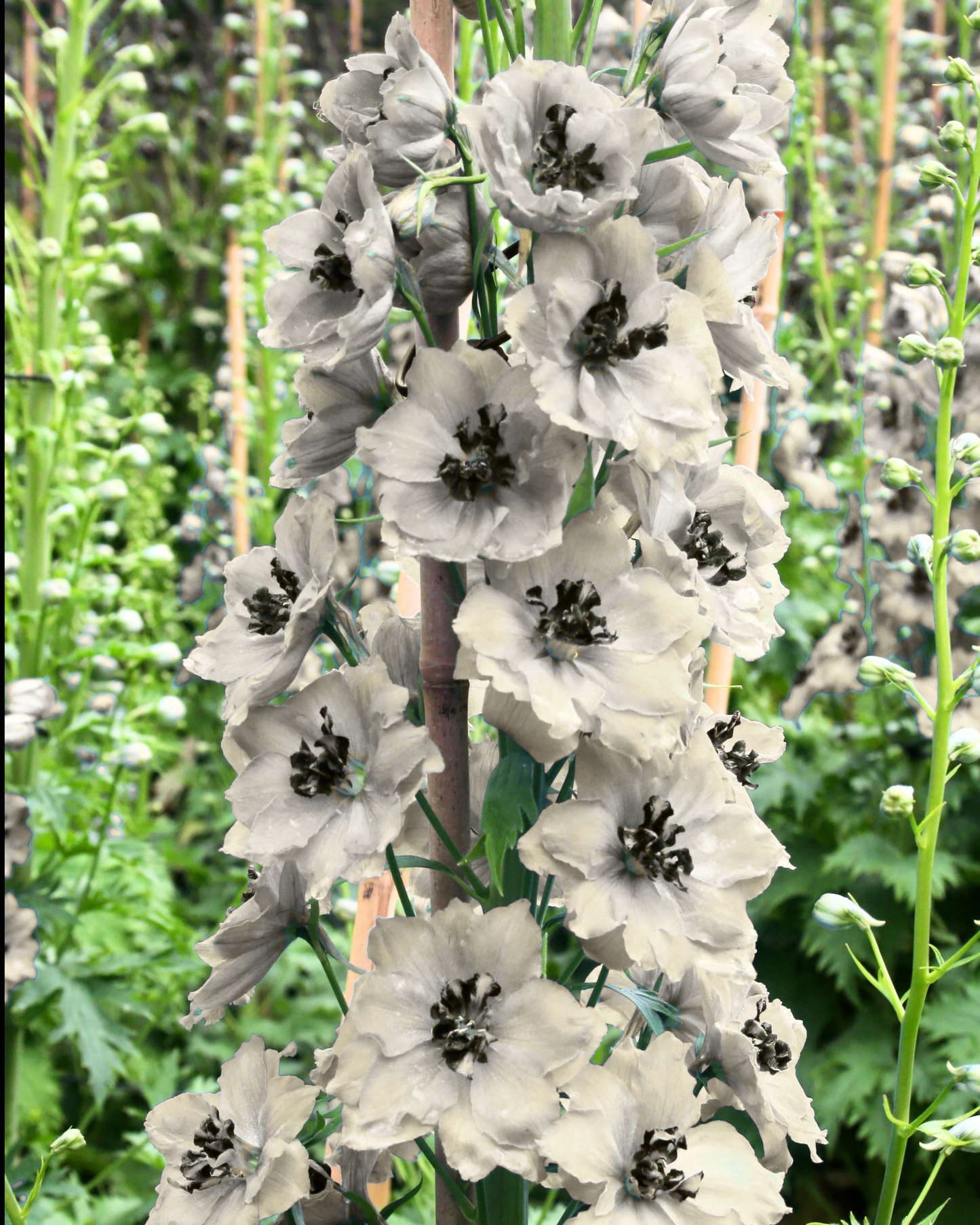 Percival Delphinium Seeds