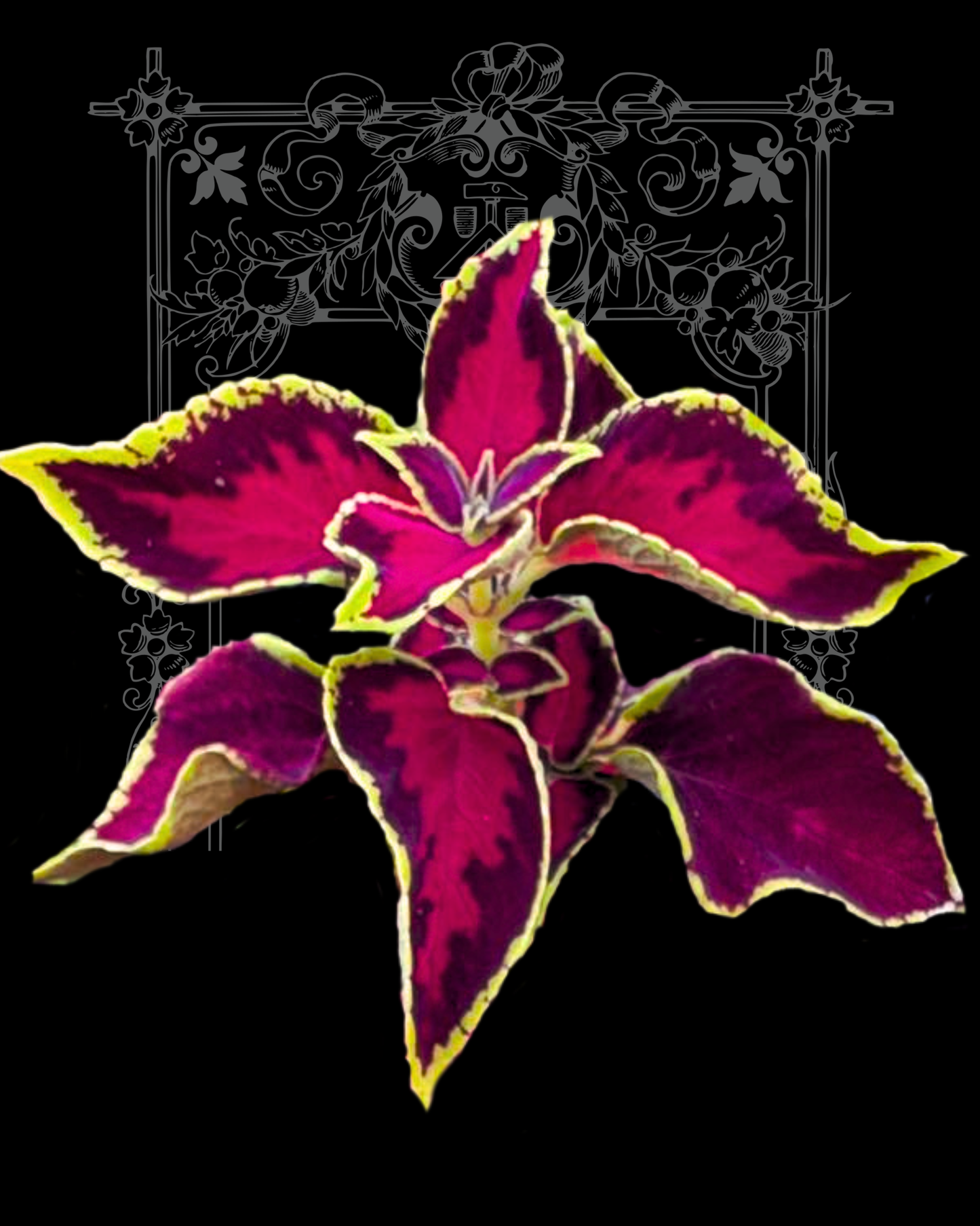 Chocolate Covered Cherry Coleus Seeds PS