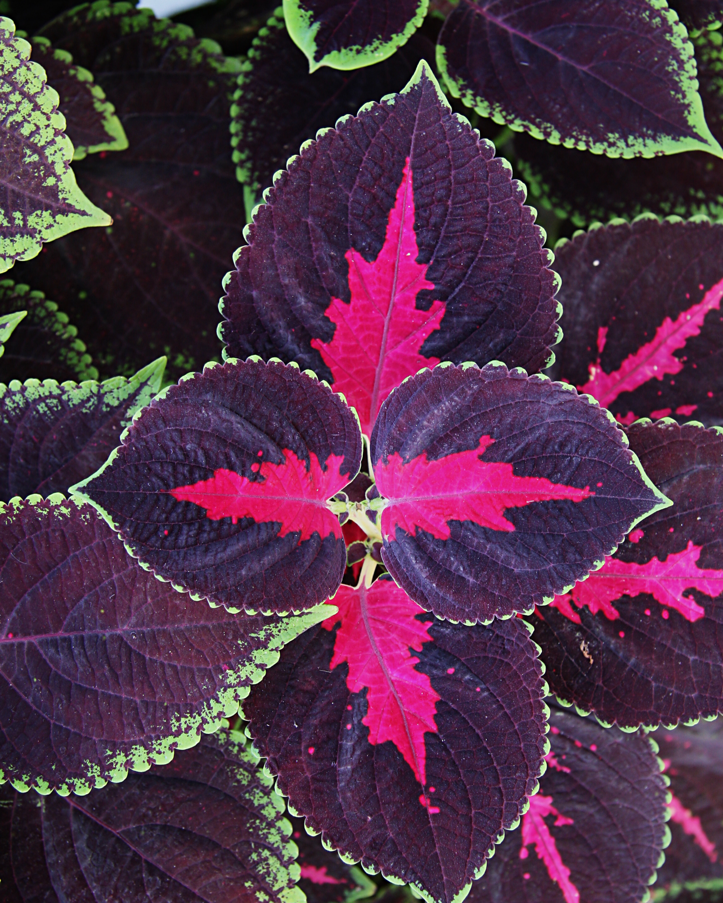 Chocolate Covered Cherry Coleus Seeds PS