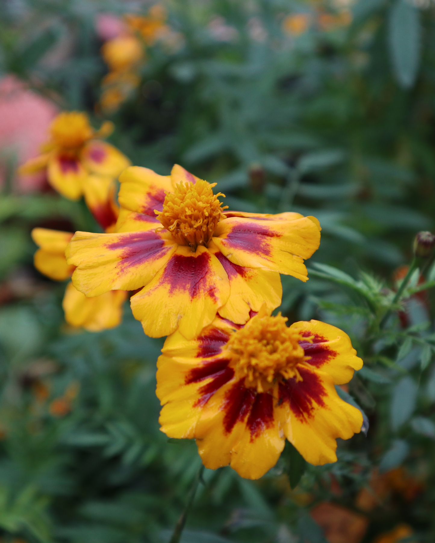 Dainty Marietta Marigold Seeds