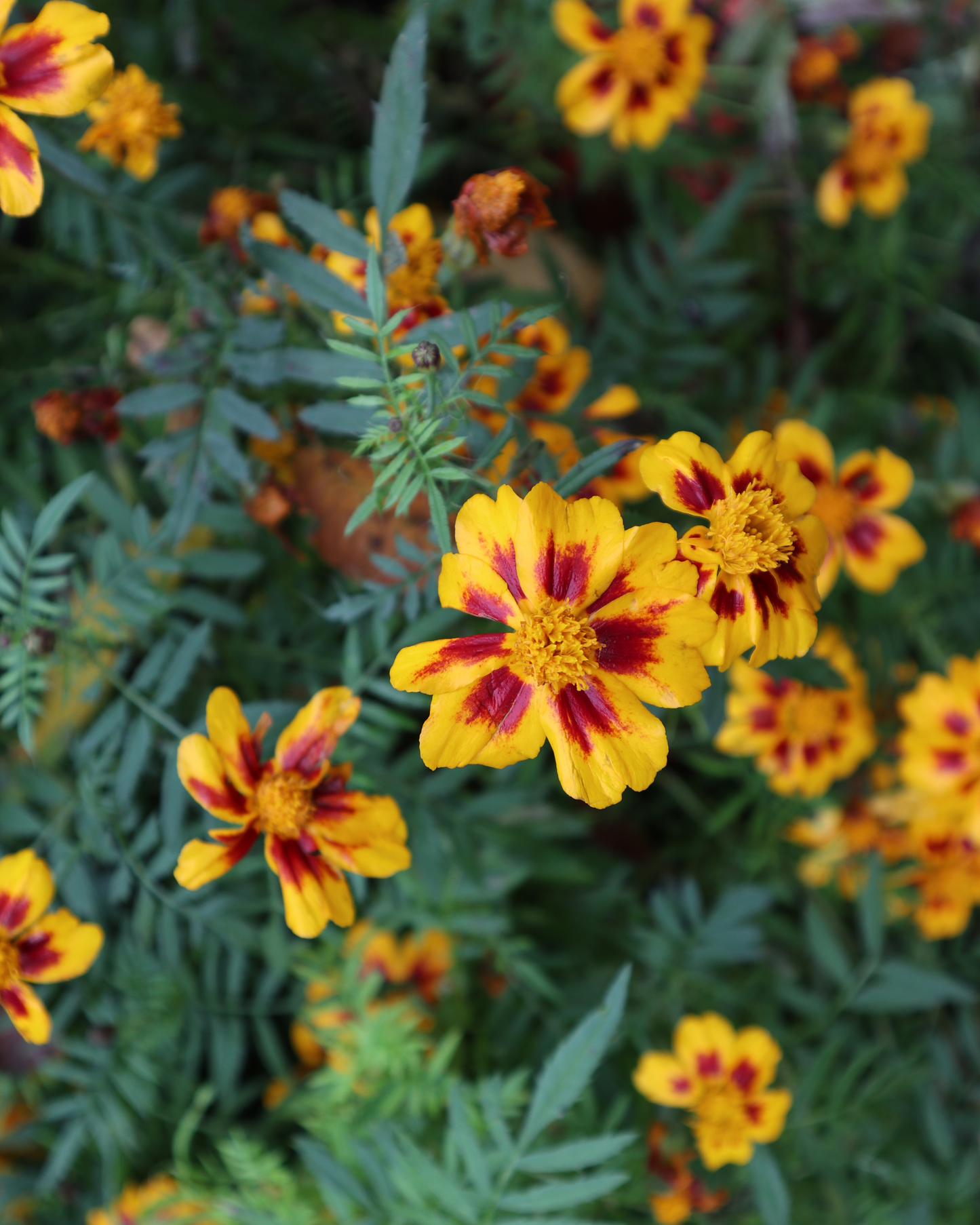Dainty Marietta Marigold Seeds