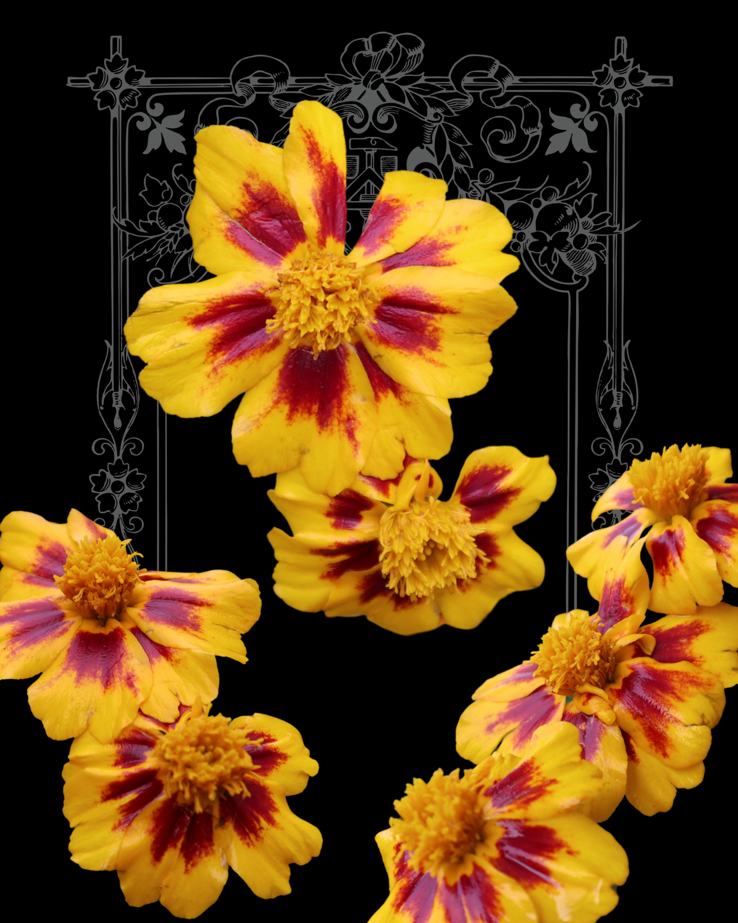 Dainty Marietta Marigold Seeds