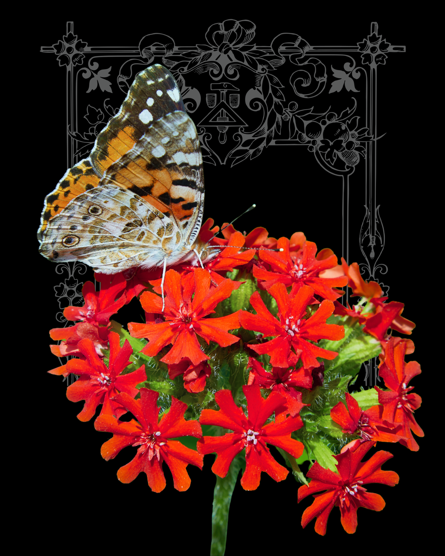 Maltese Cross Lychnis Seeds