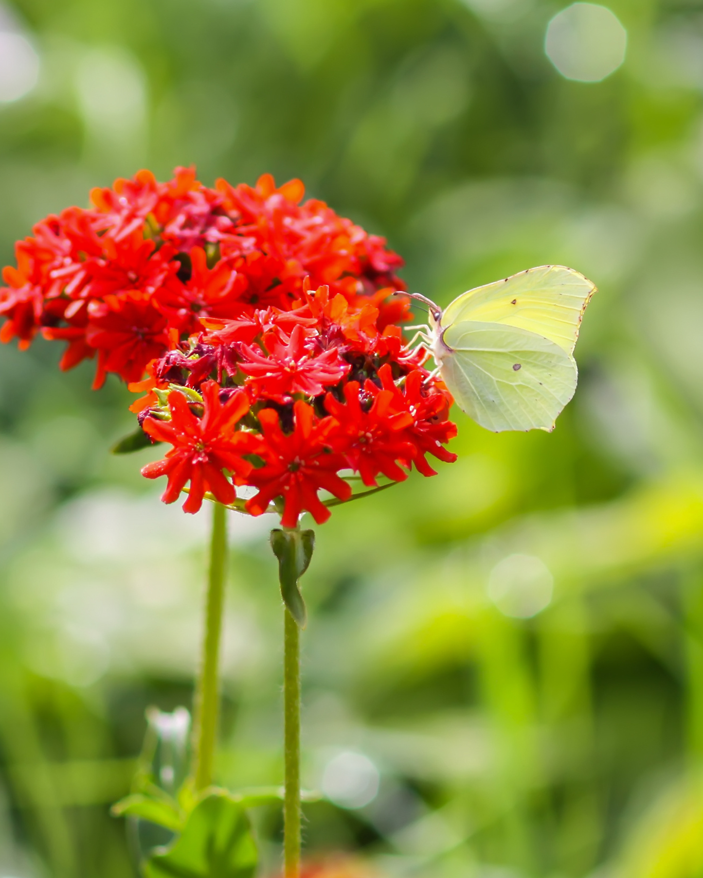 Maltese Cross Lychnis Seeds