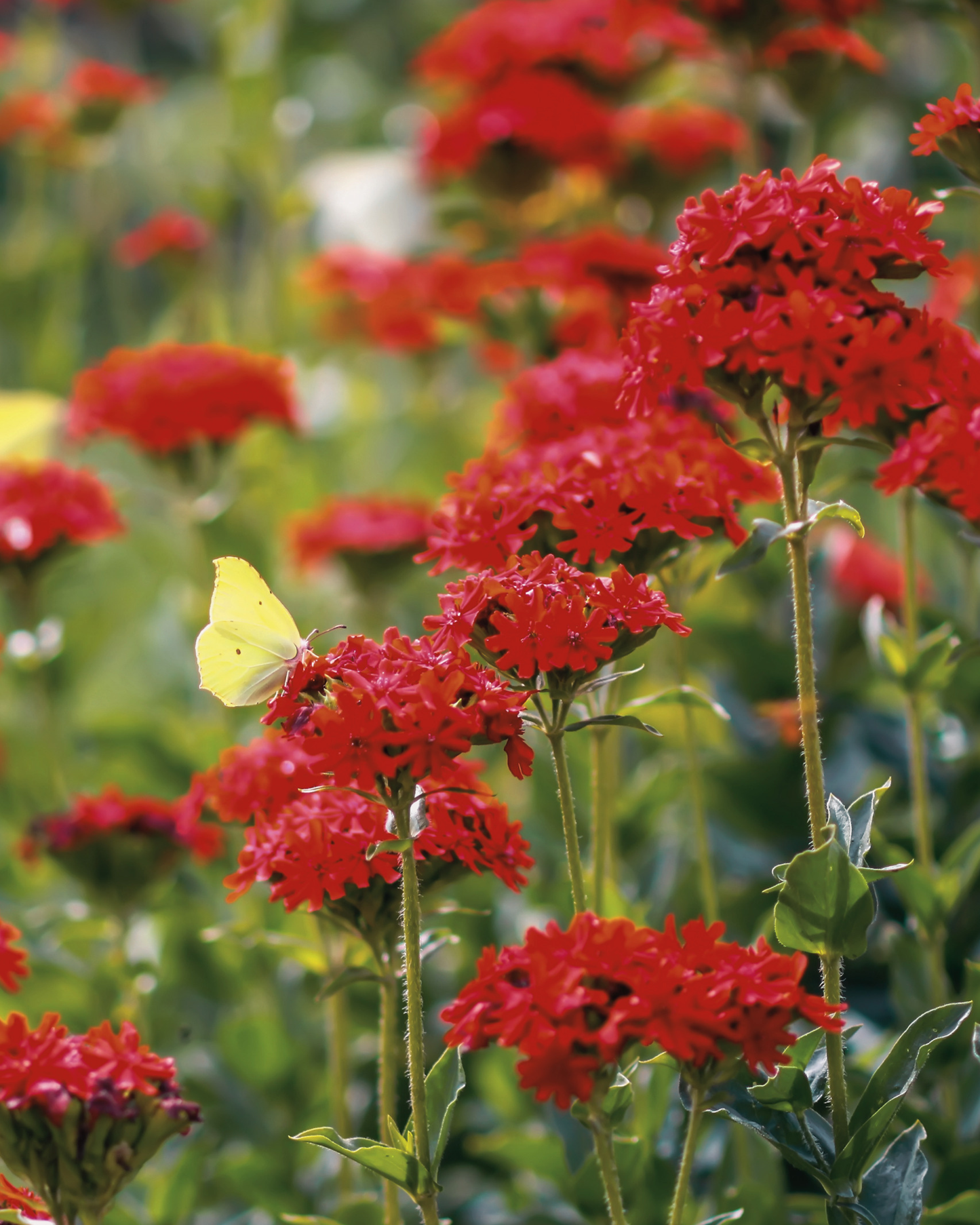 Maltese Cross Lychnis Seeds