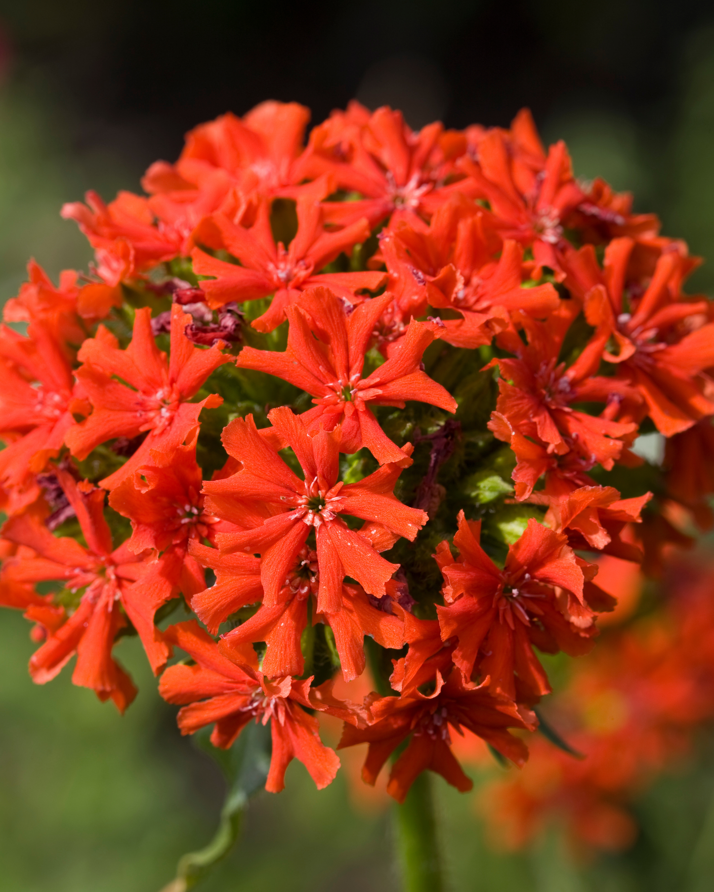 Maltese Cross Lychnis Seeds