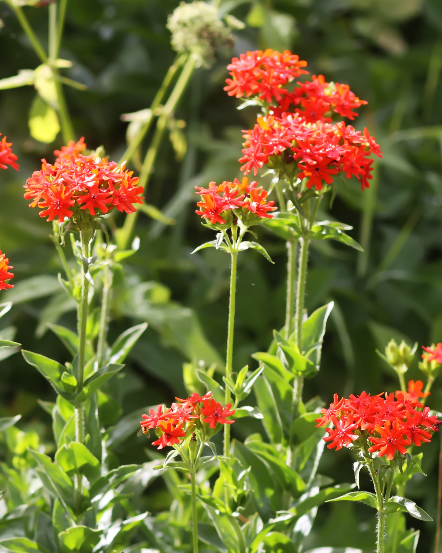 Maltese Cross Lychnis Seeds