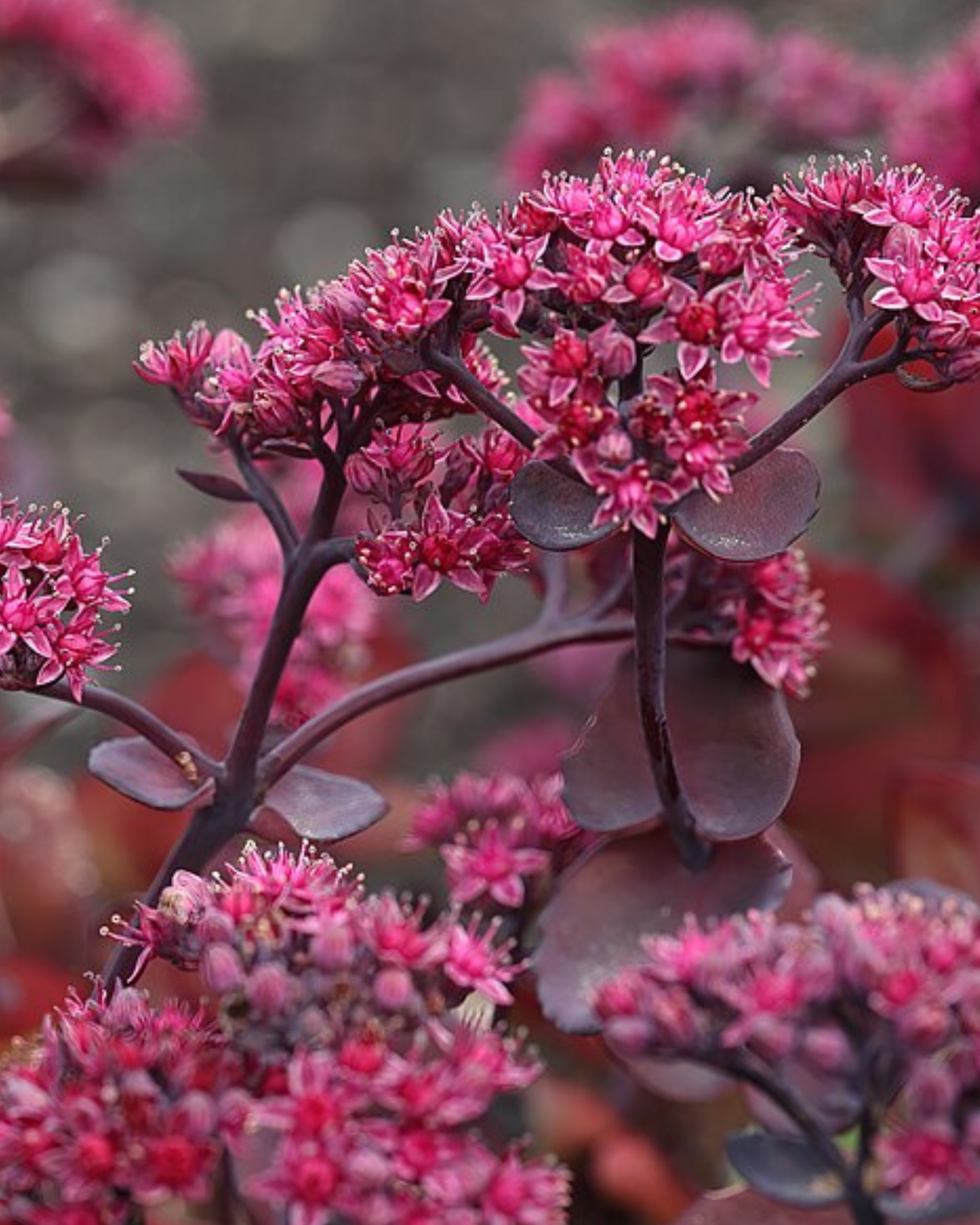 Turkish Delight Sedum Seeds