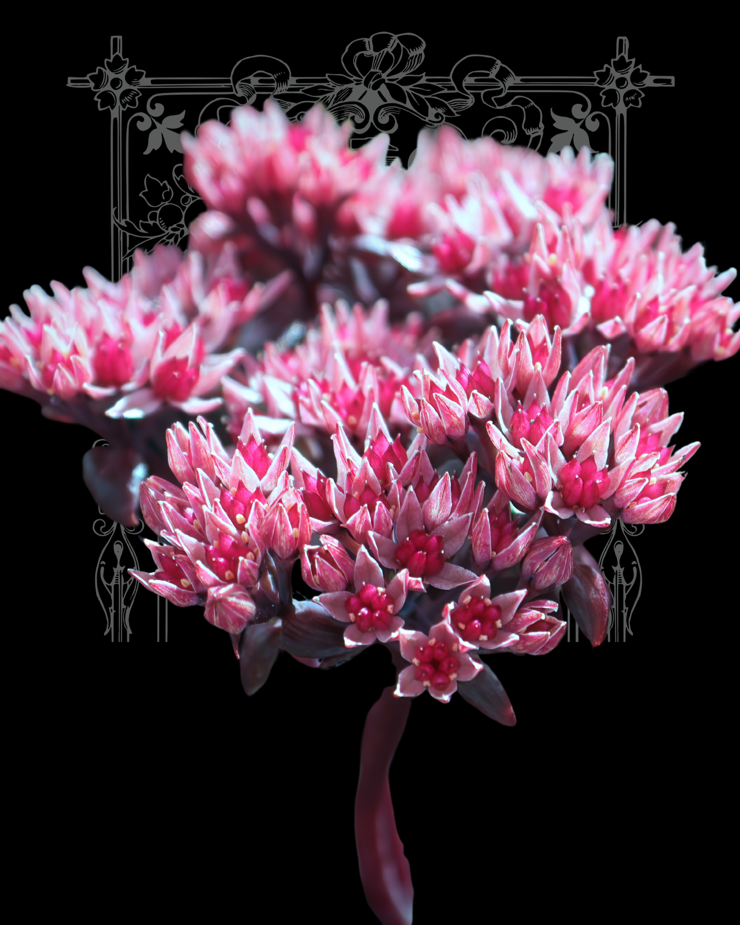 Turkish Delight Sedum Seeds