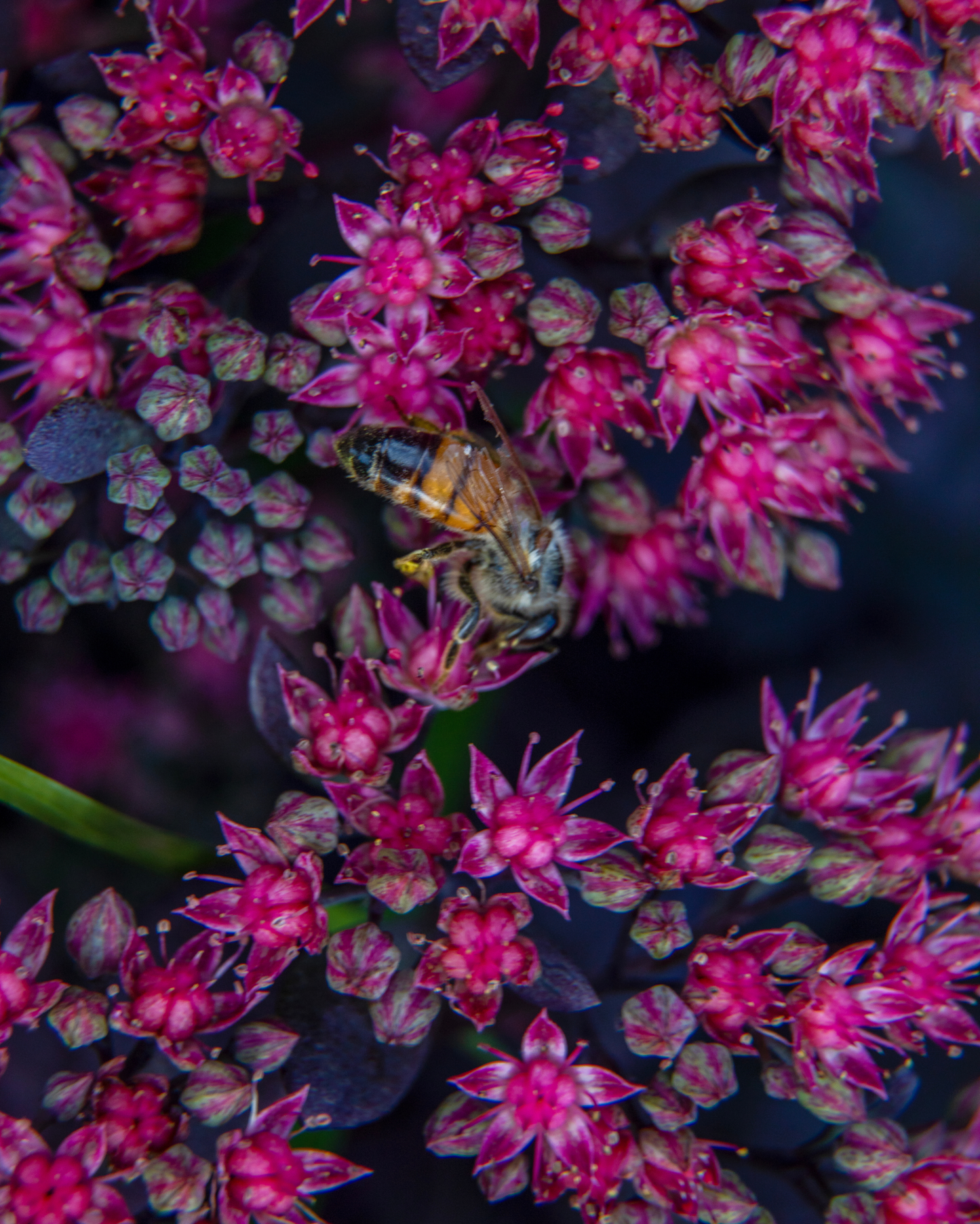 Turkish Delight Sedum Seeds