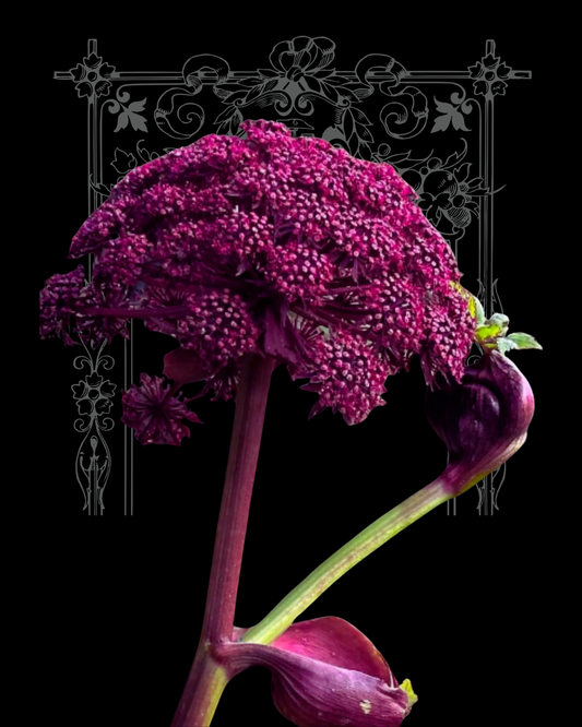Angelica Gigas Seeds