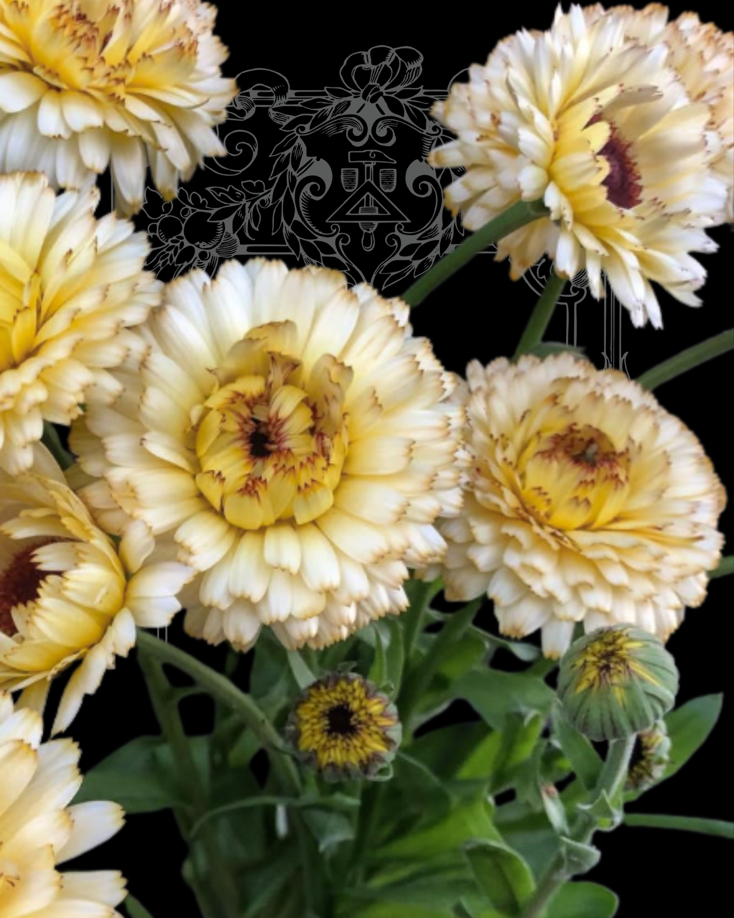 Snow Princess Calendula Seeds