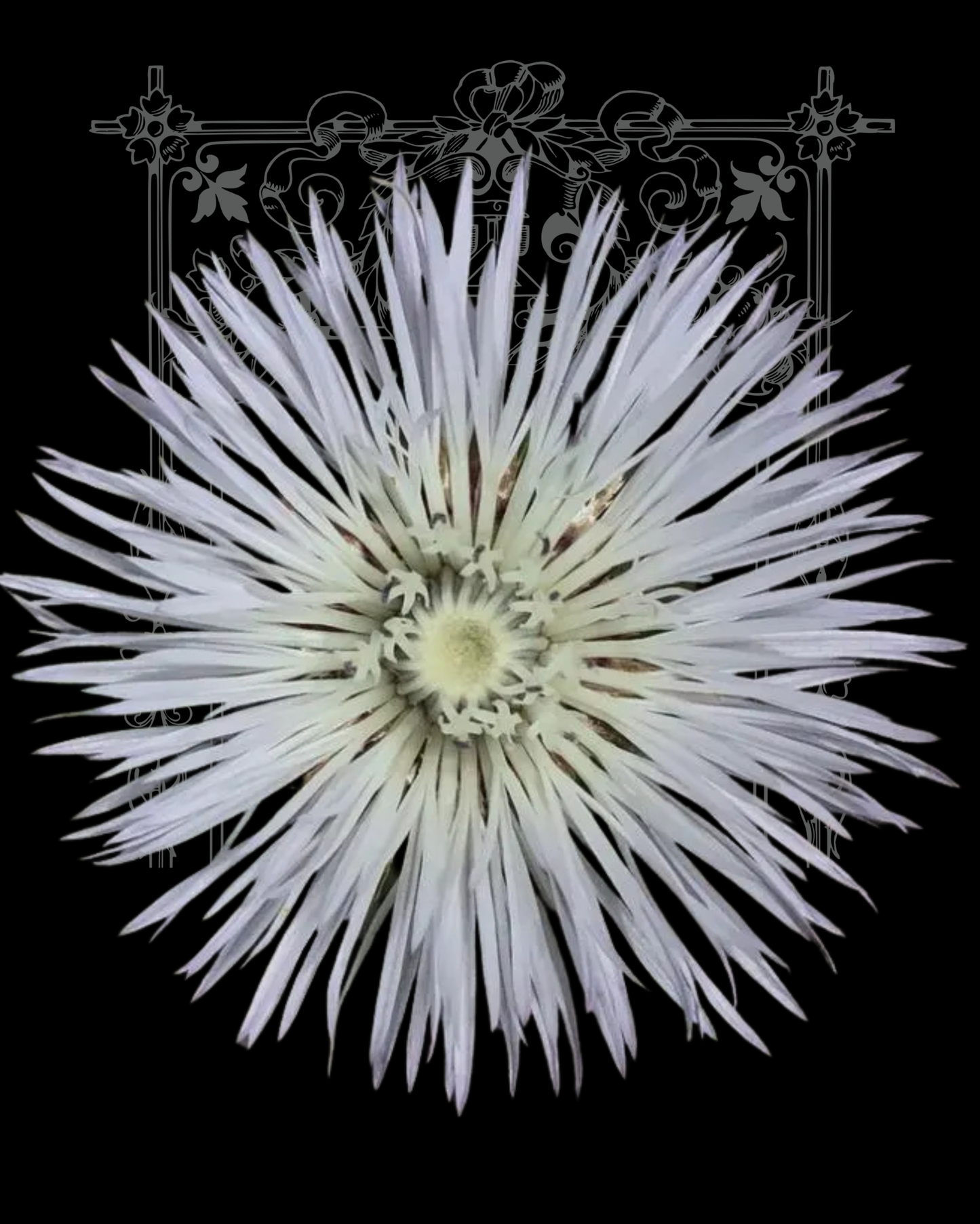 White American Basket Flower