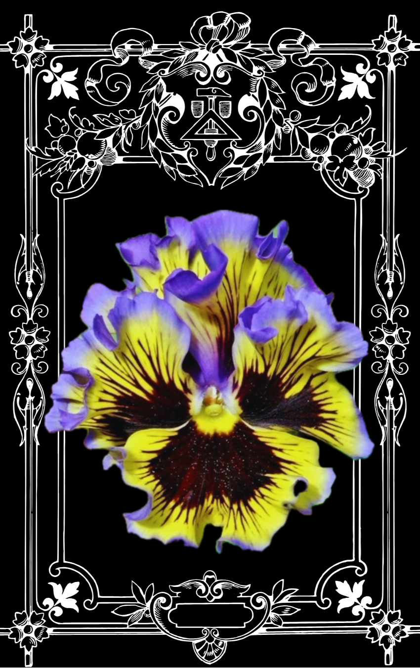 Frizzle Sizzle Yellow Blue Swirl Pansy Seeds