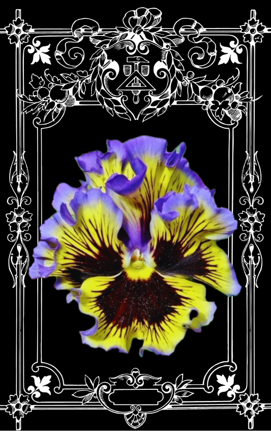 Frizzle Sizzle Yellow Blue Swirl Pansy Seeds