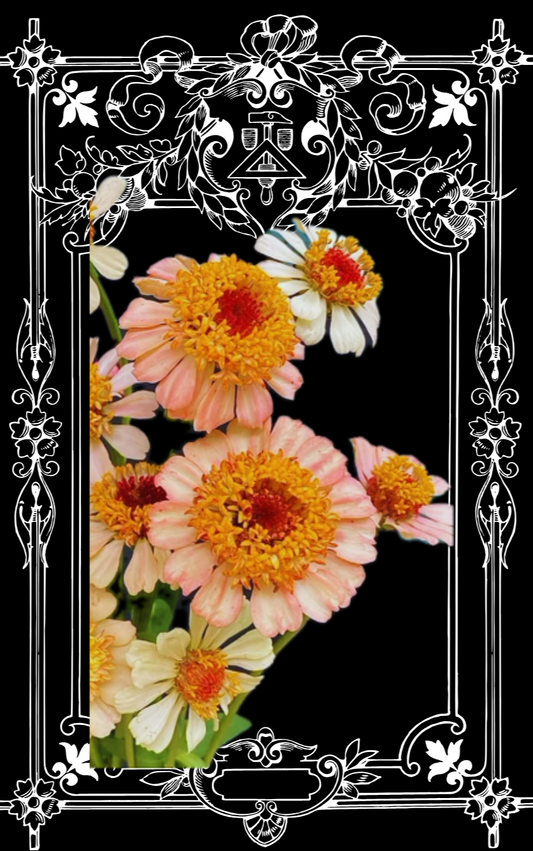 Zinderella Peach Zinnia Seeds