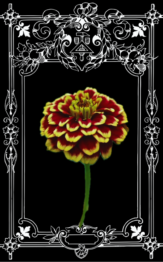 Persian Carpet Zinnia Seeds