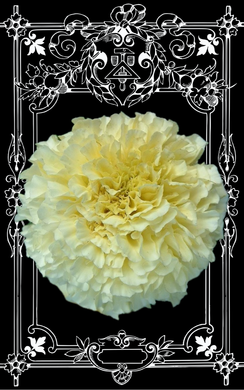 Snowstorm Marigold Seeds