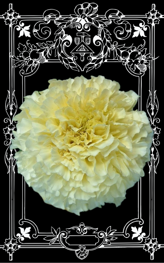 Snowstorm Marigold Seeds