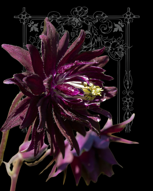 Barlow Black Columbine Seeds