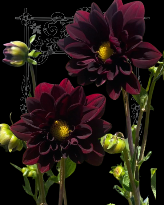 Black Beauty Dahlia Seeds