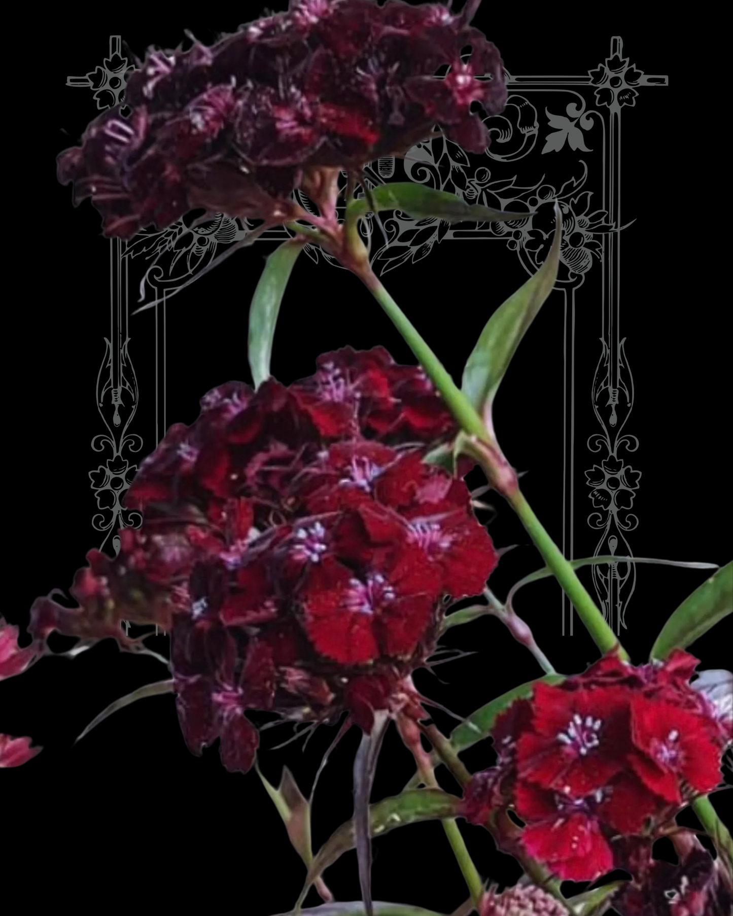 Black Adder Dianthus Seeds