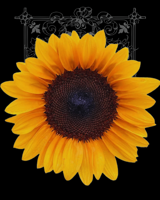 Sunflower Procut Orange Seeds