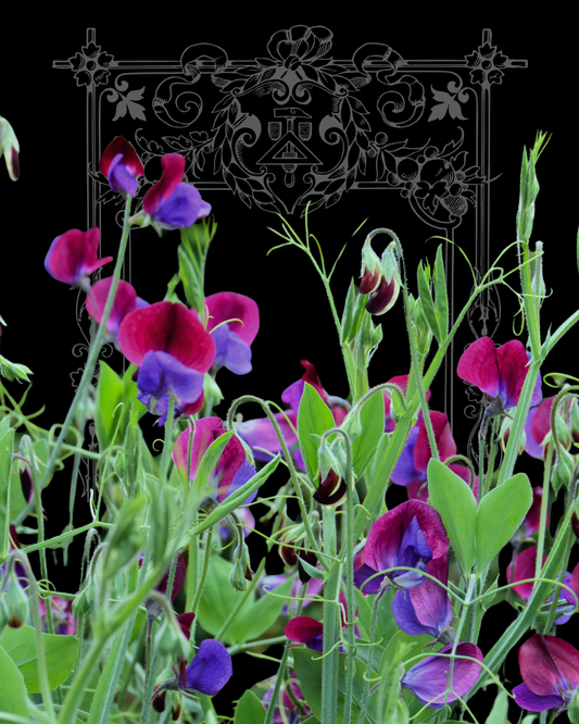 Cupani Old Spice Sweet Pea Seeds