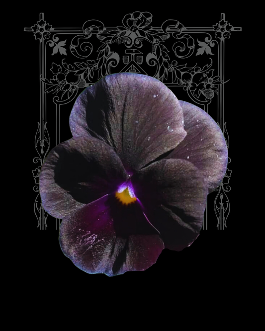 Black Delight Viola Seeds