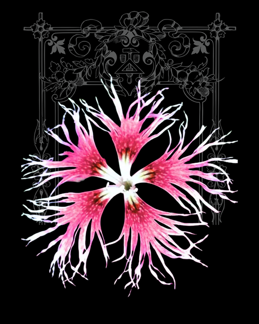 Rainbow Loveliness Dianthus Seeds