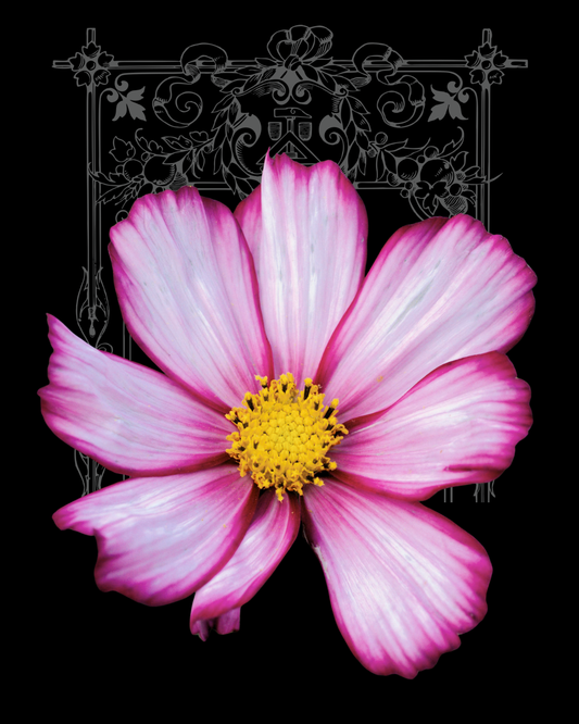 Candy Stripe Mix Cosmo Seeds