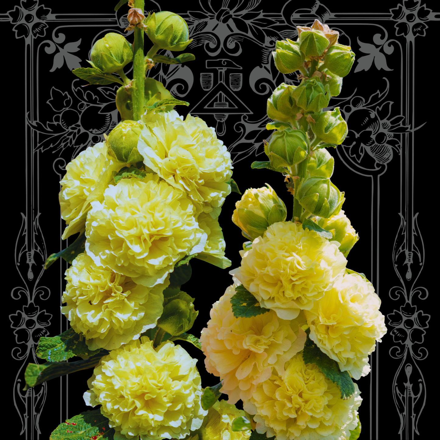 'Banana' Hollyhock Seeds