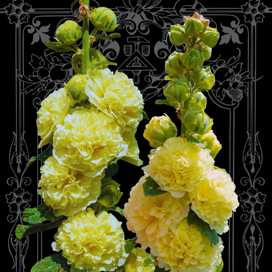 'Banana' Hollyhock Seeds