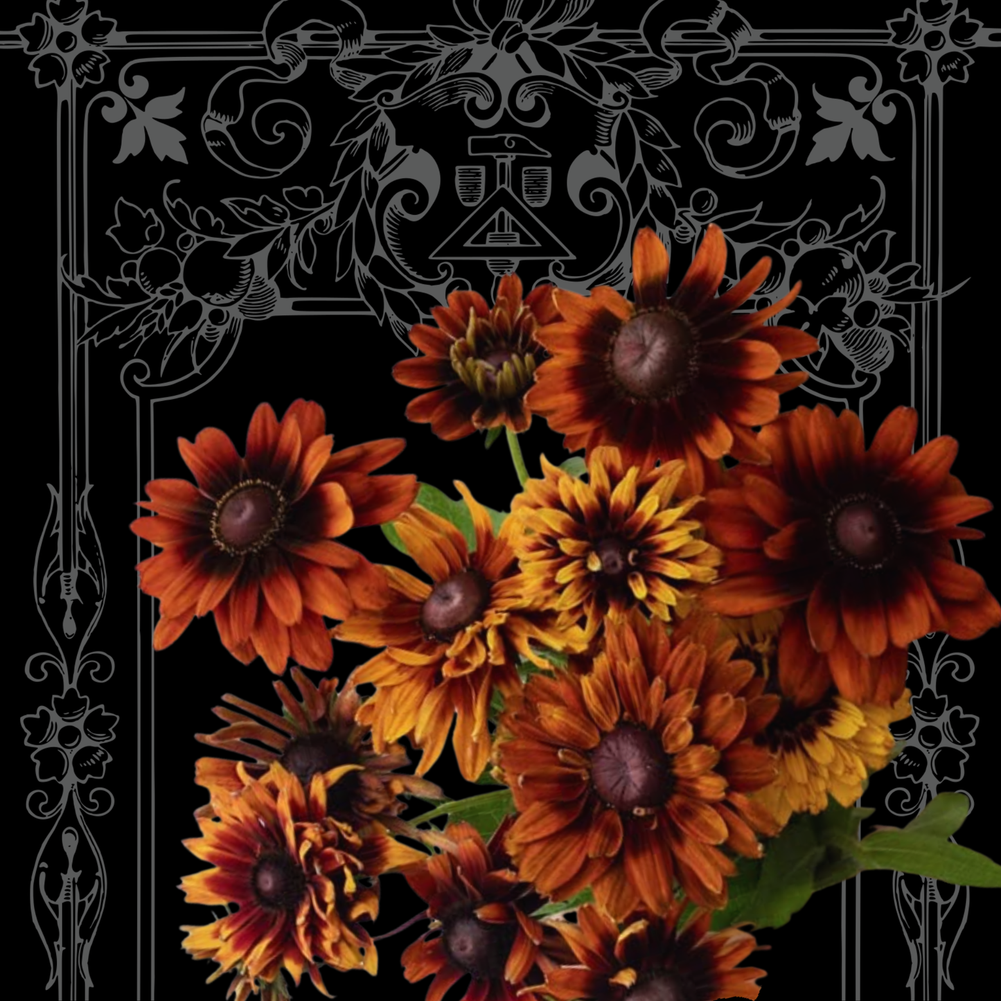 'Cherokee Sunset' Rudbeckia Seeds
