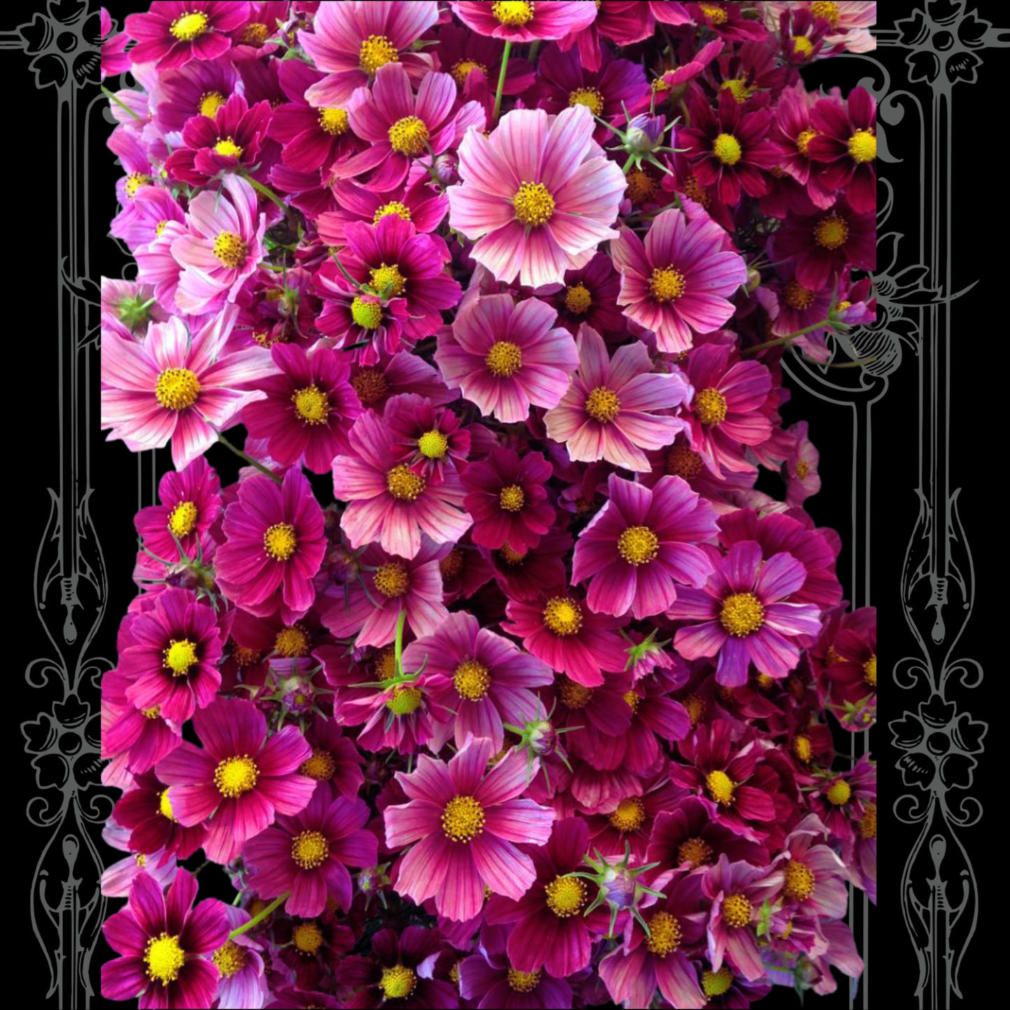 'Antiquity' Cosmo Seeds