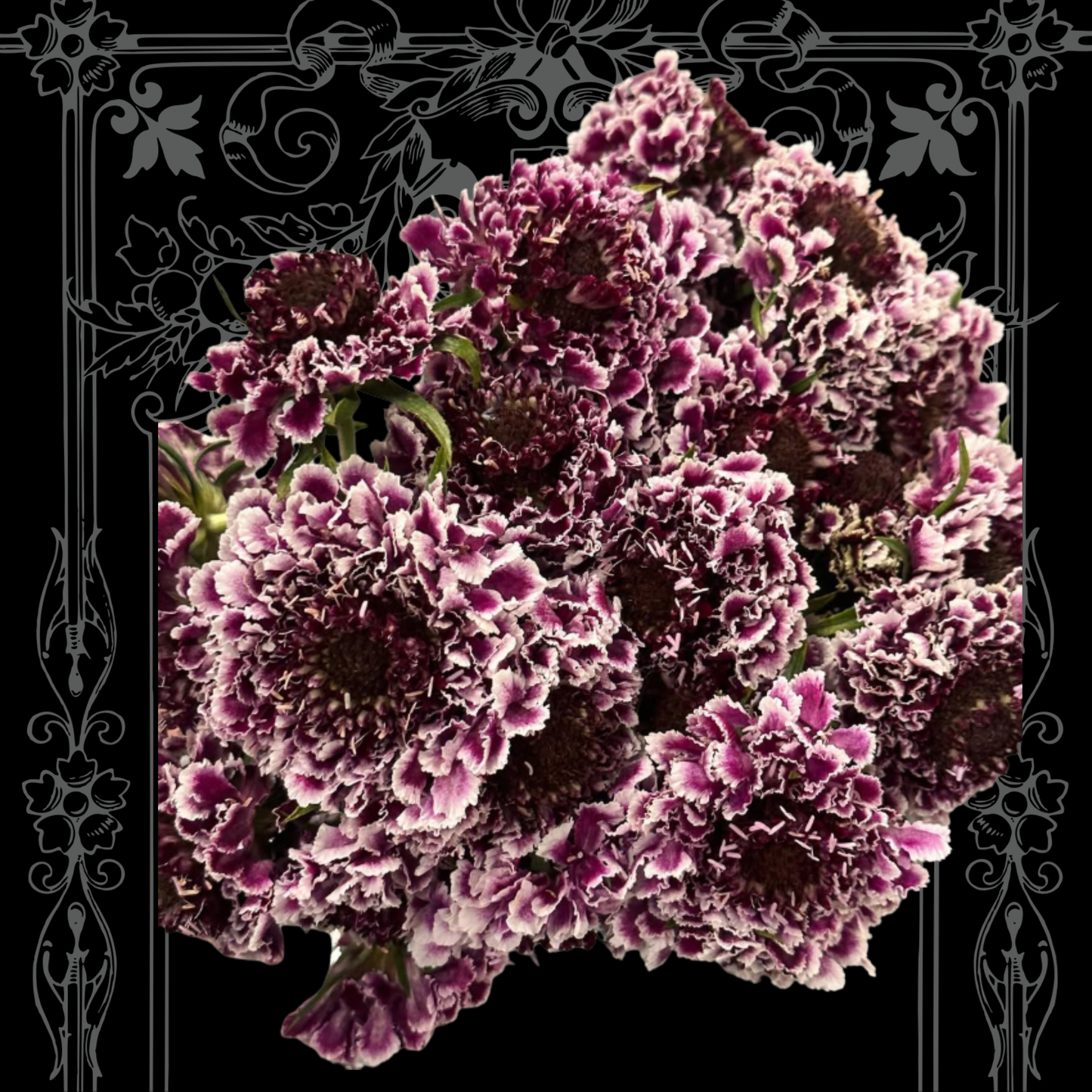 Beaujolais Bonnets Scabiosa Seeds