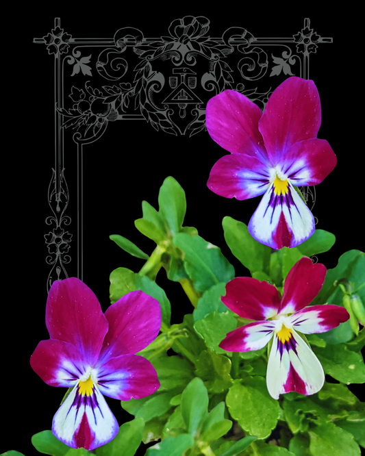 Bunny Ears Viola Seeds