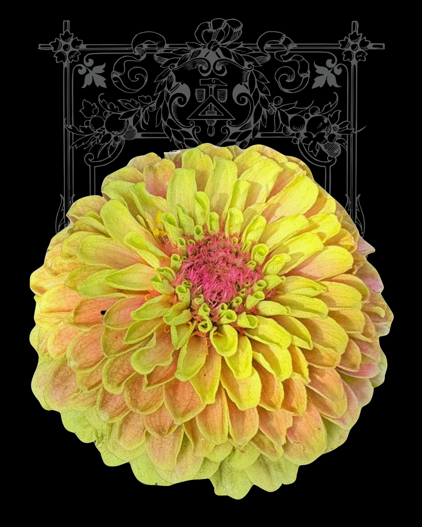 Queeny Lime with Blush Zinnia Seeds