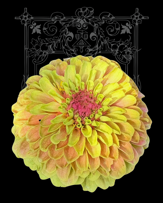 Queeny Lime with Blush Zinnia Seeds