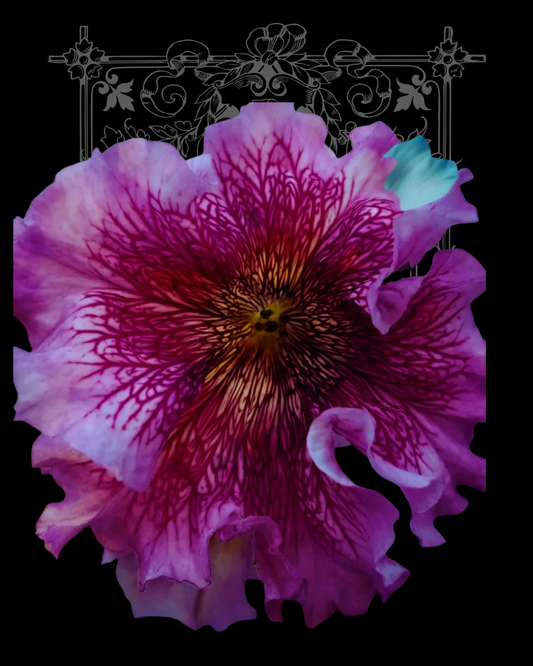 Double Ruffly Petunia Superbissima 'Rosea' Seeds